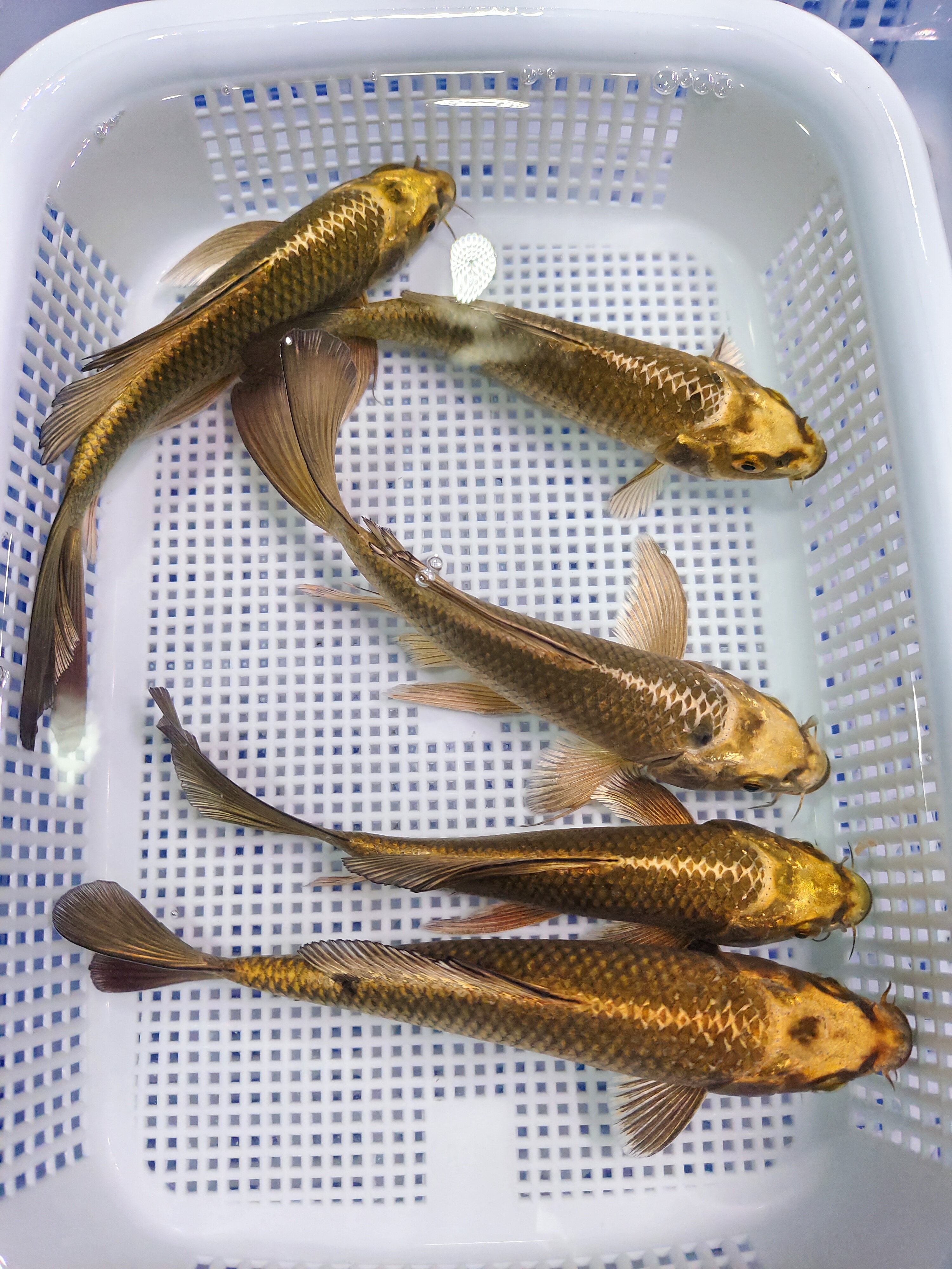  (二)5条古黄金11-15公分红白三色德系锦鲤观赏鱼