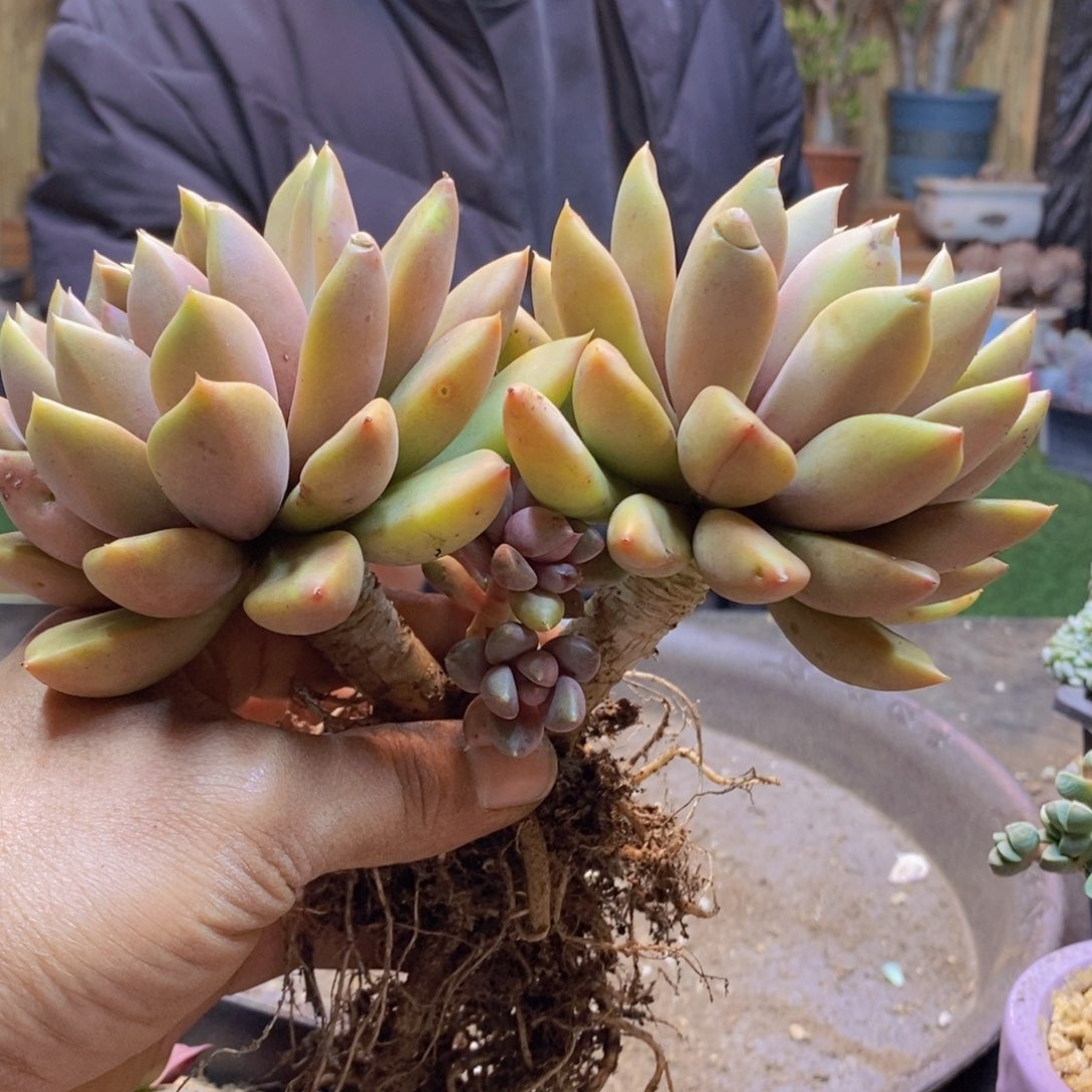 ?*H54号象牙多肉