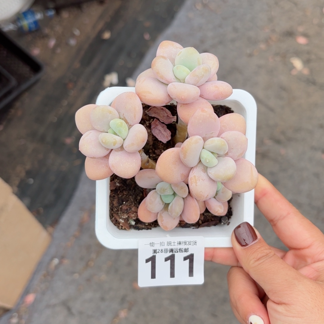 珍妮手指老桩无盆土发货