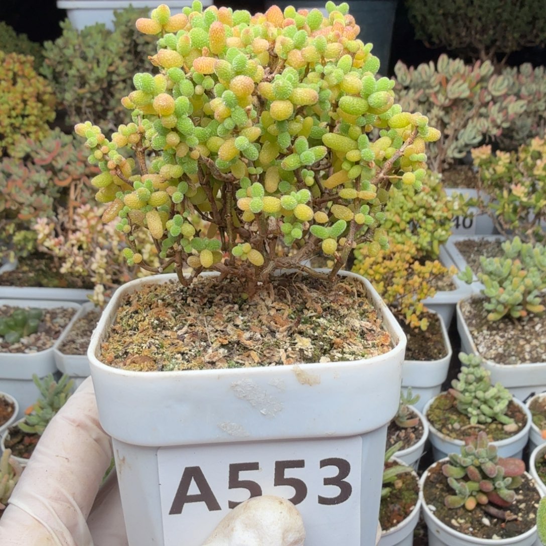 春***漫A553金桔糖球枝干