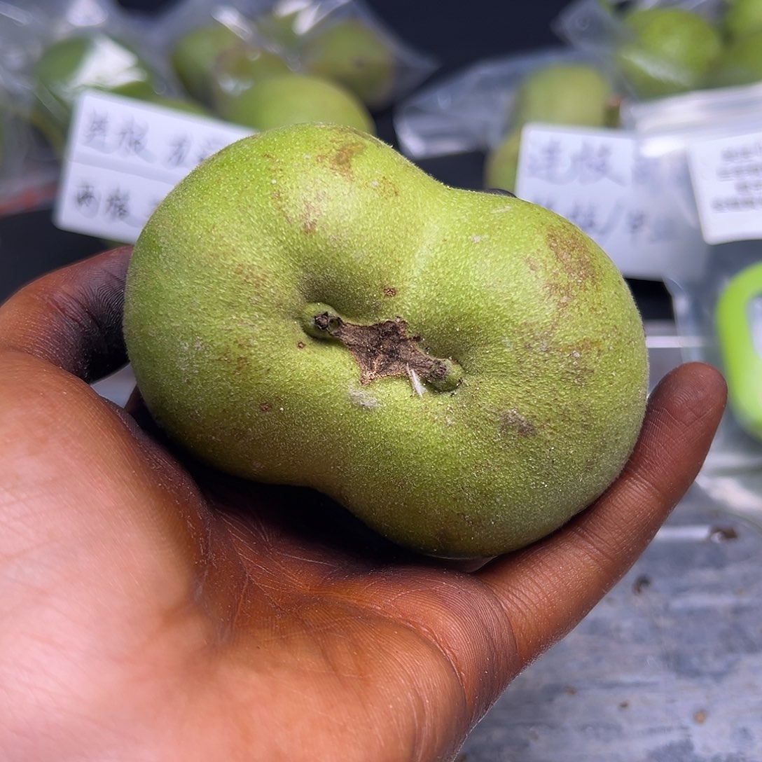 核桃华坤龙文玩核桃青果