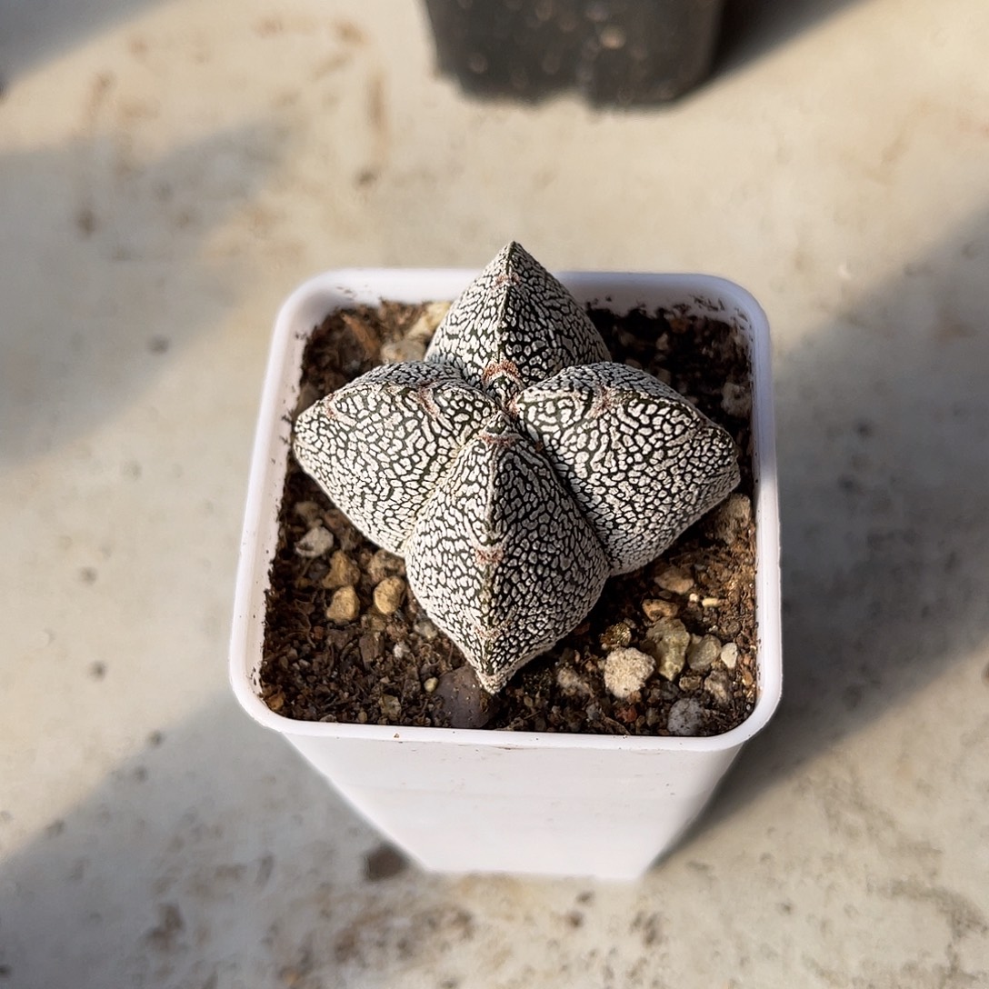 实生四角菱形V字恩冢