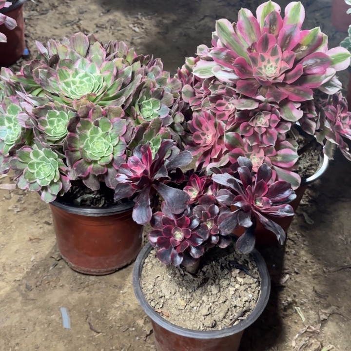 *****多肉植物法师3颗17