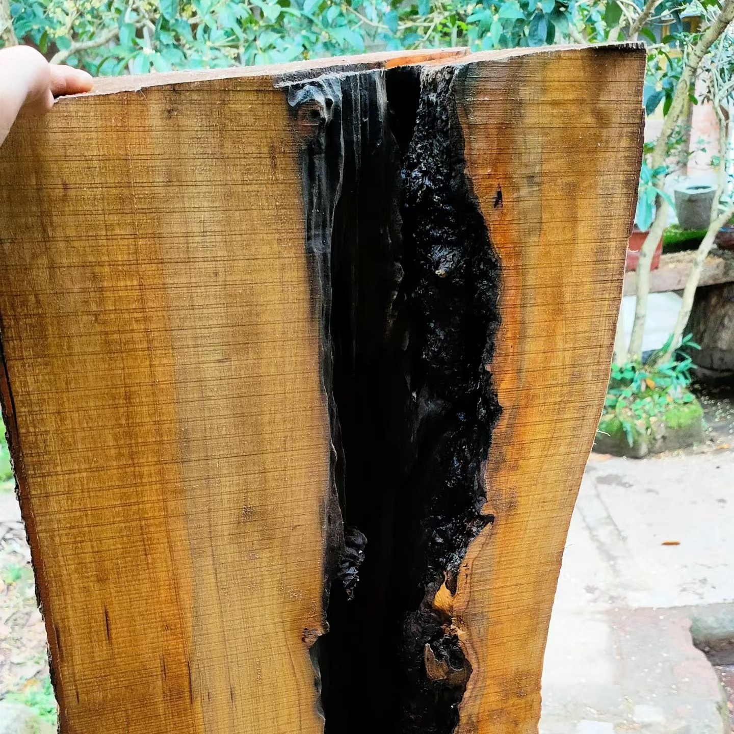 金丝楠，小叶桢楠，阴沉木，直播间一物一拍