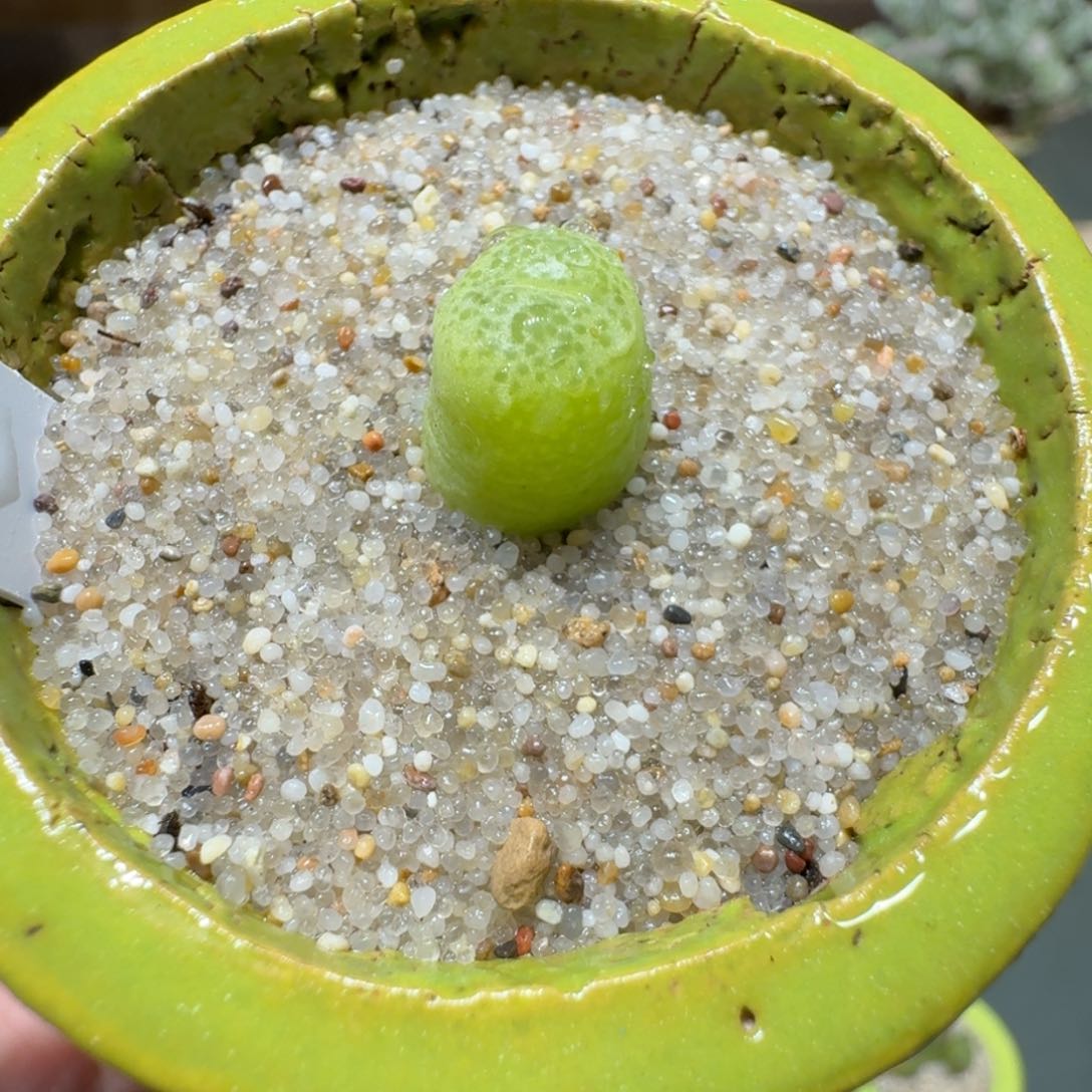 红陶蘑菇757河马