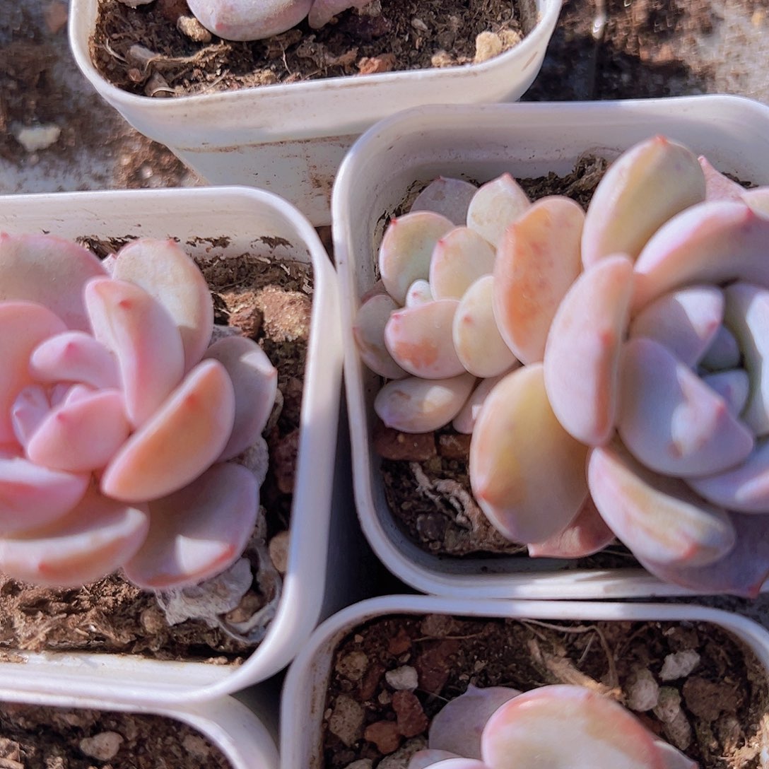 韩版奶茶173多肉19包邮