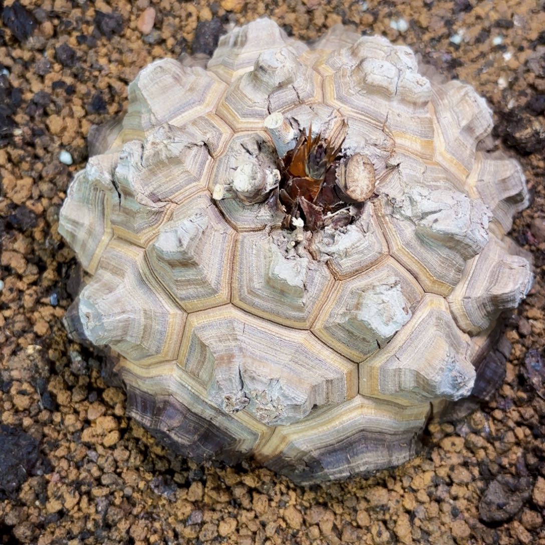 龟甲龙Wwwwwwwwwwwww