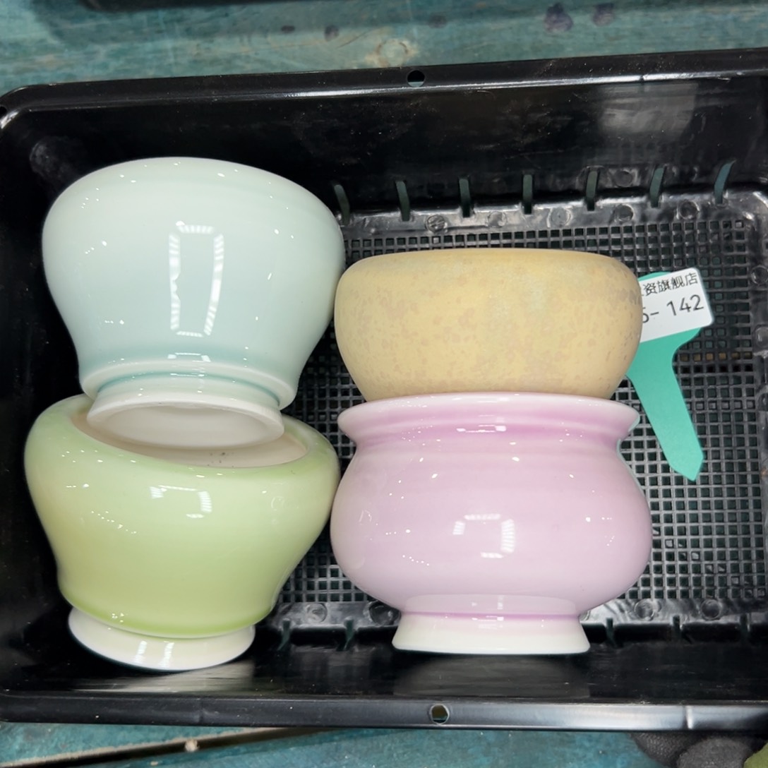 多肉一物一拍0115/142