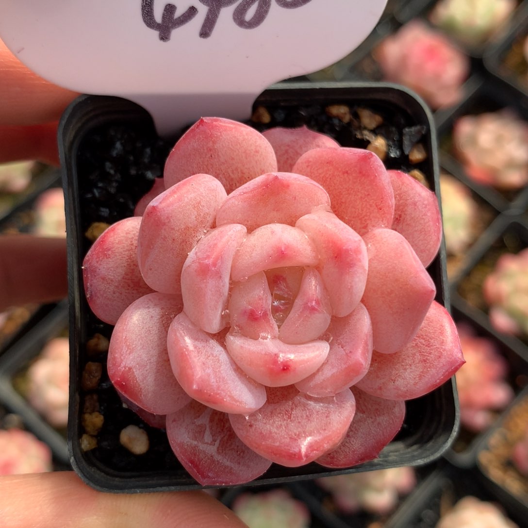 粉透珍妮单头4488