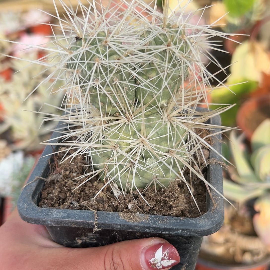 多肉植物狂刺习志野