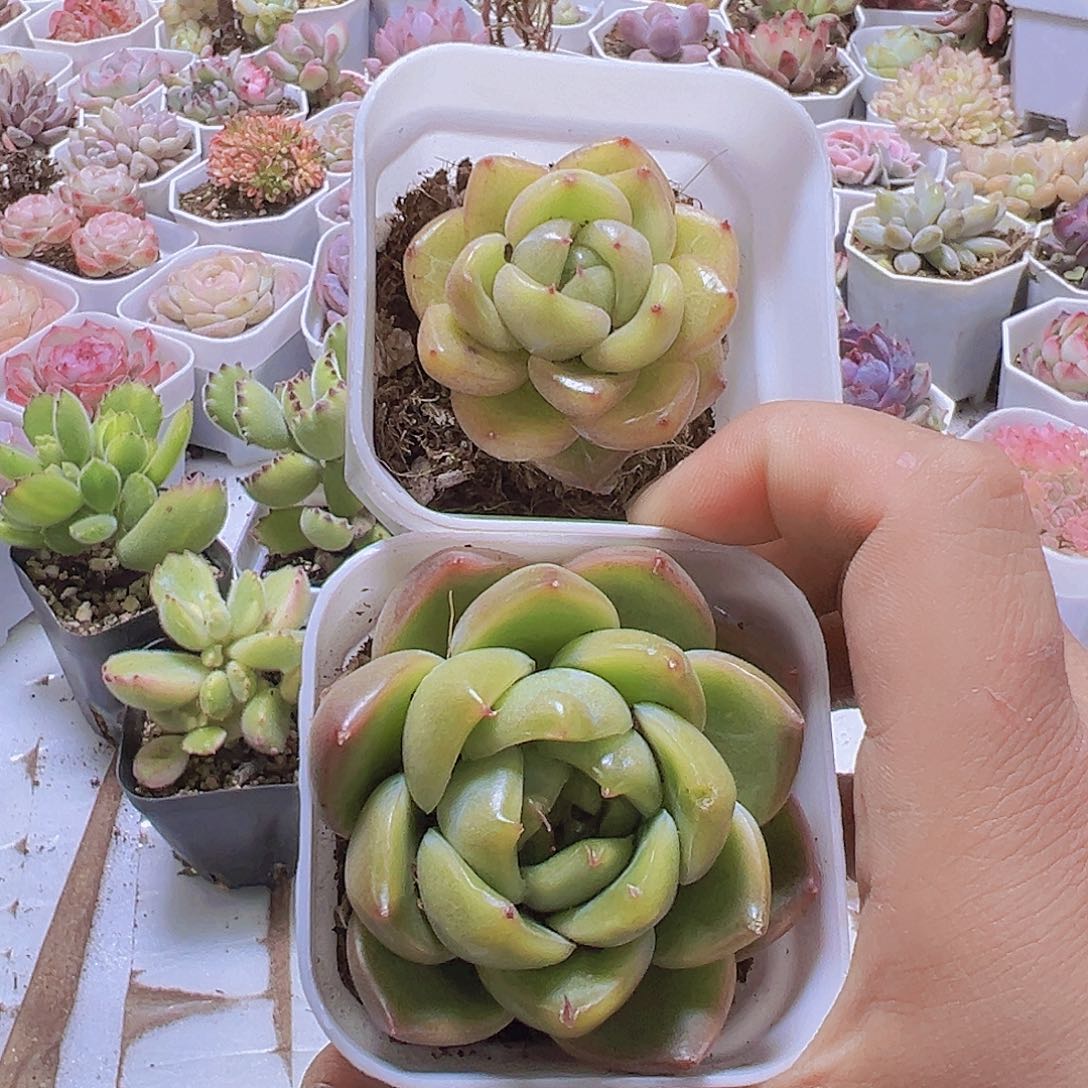 碧玉珍妮翡翠珍妮2盆