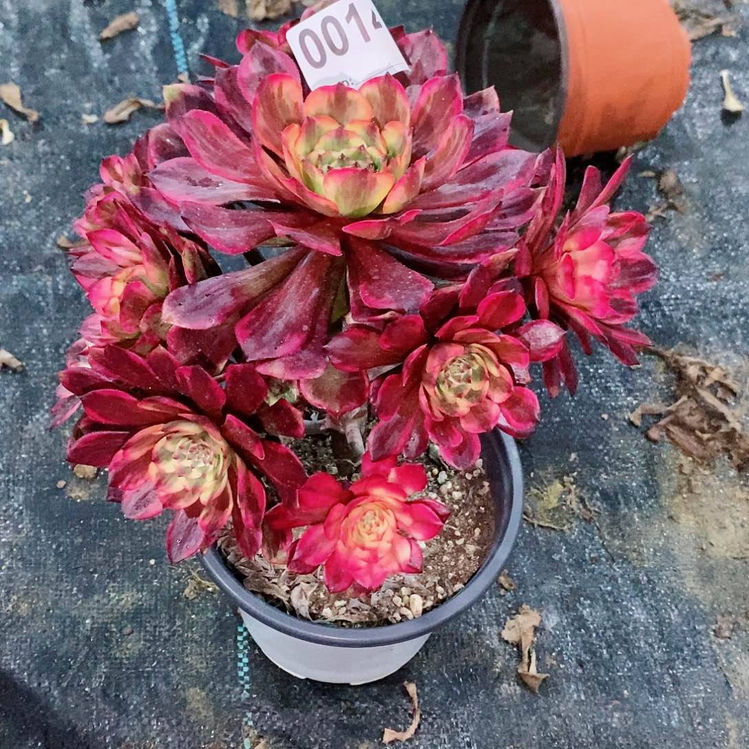 烟花014多肉1111
