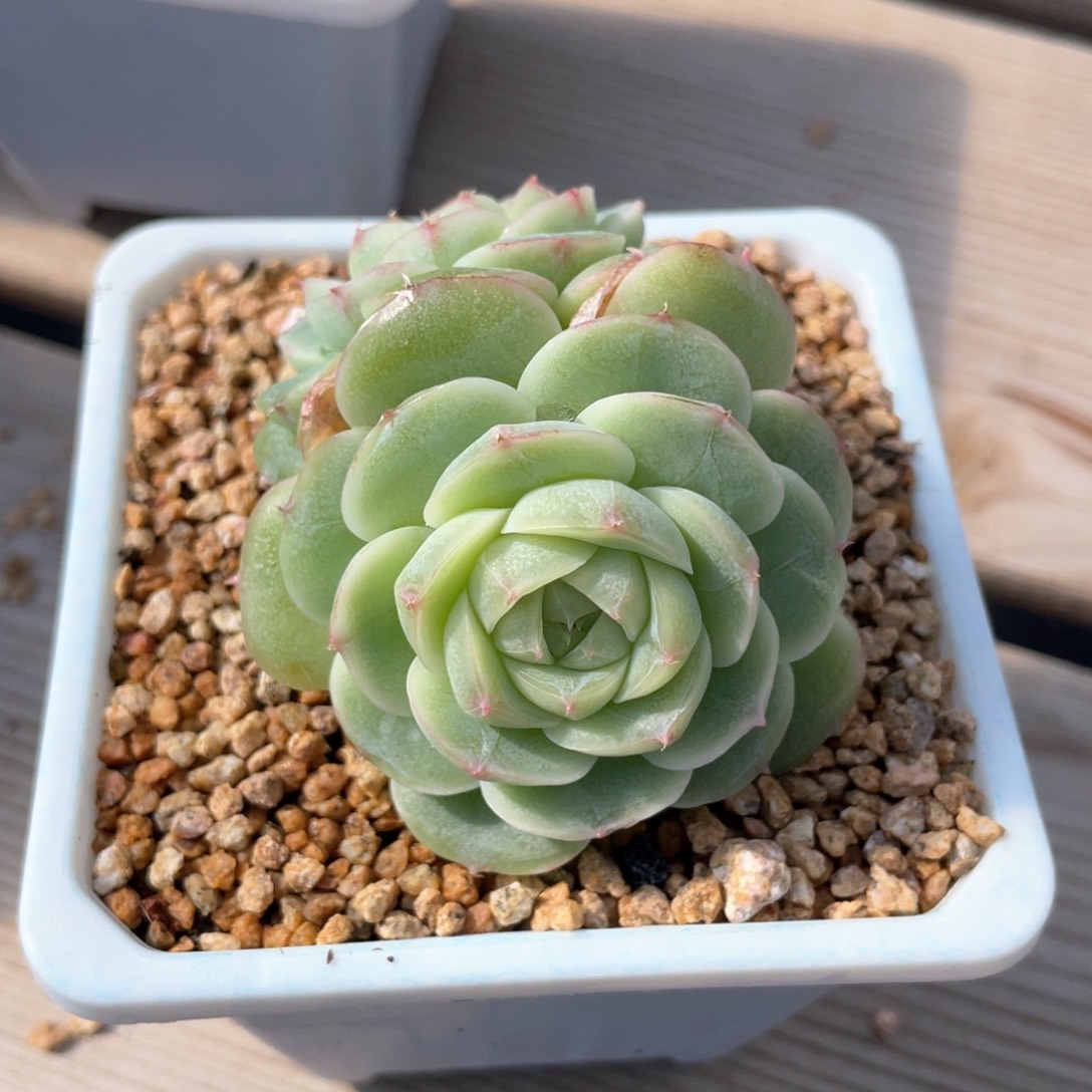 优选白芷3头福利161