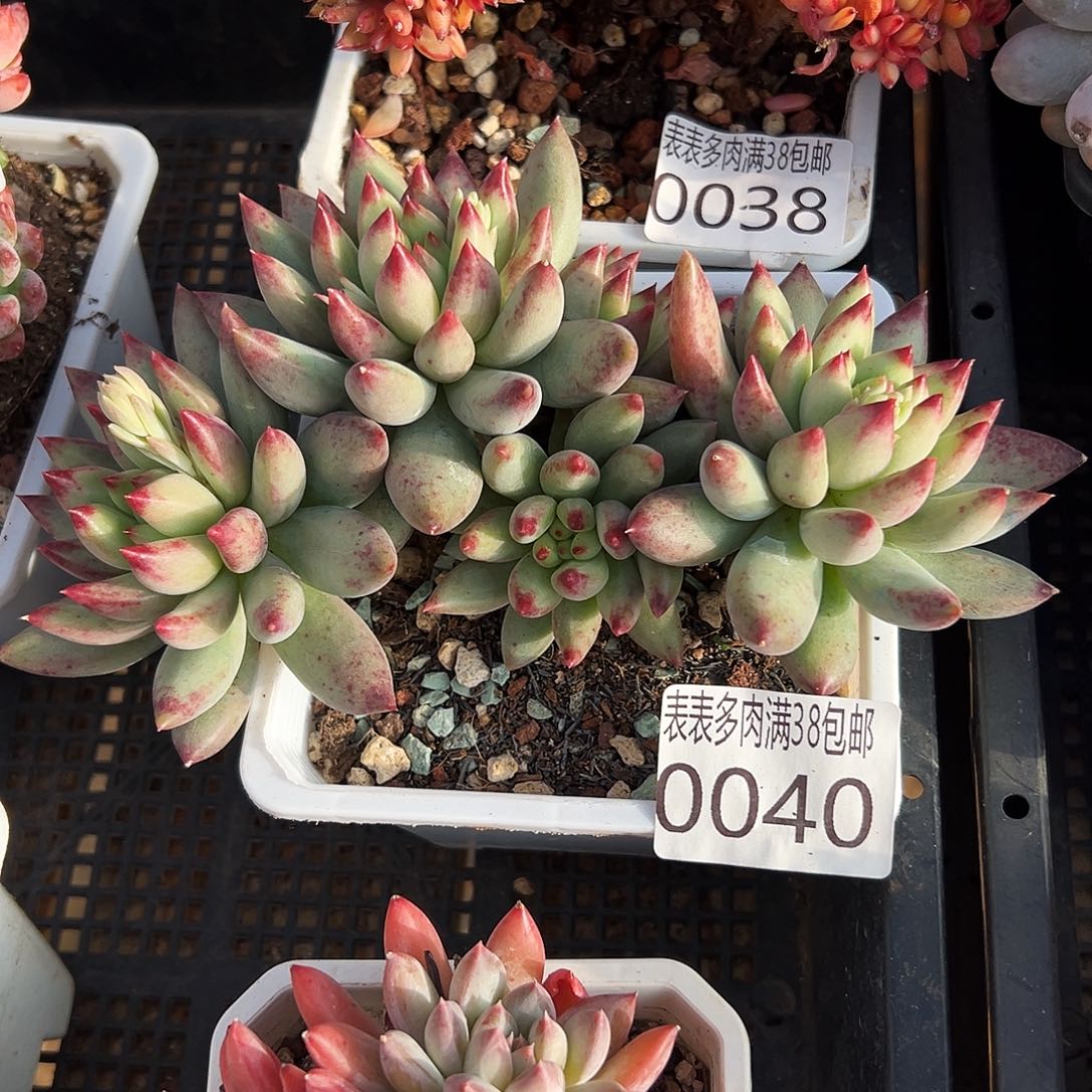 多肉一物一拍植物0040