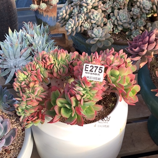 红颜容缀化275 亏本处理退款拉黑需延迟发货