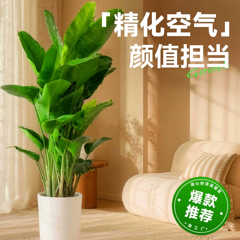 【送货上门】1.1米-1.3米A级天堂鸟盆栽室内绿植净化空气好养活