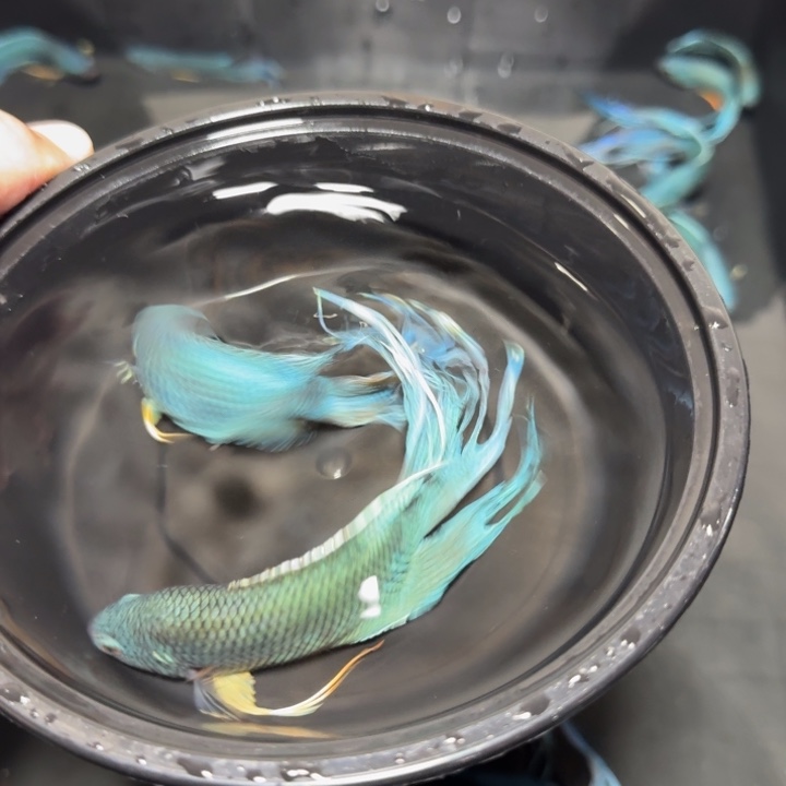 斗鱼直播间对图无纹蓝27