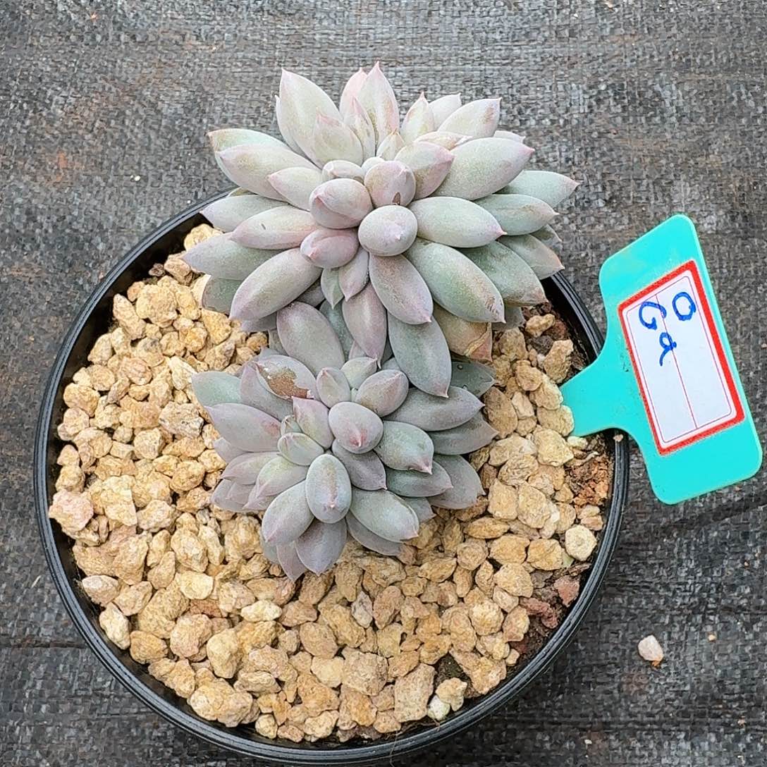 G***h哥特缀化一颗寄养