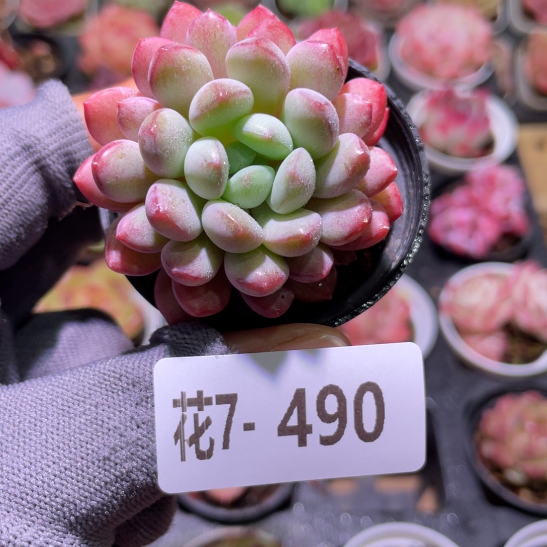 花利美7-490珍珠豆