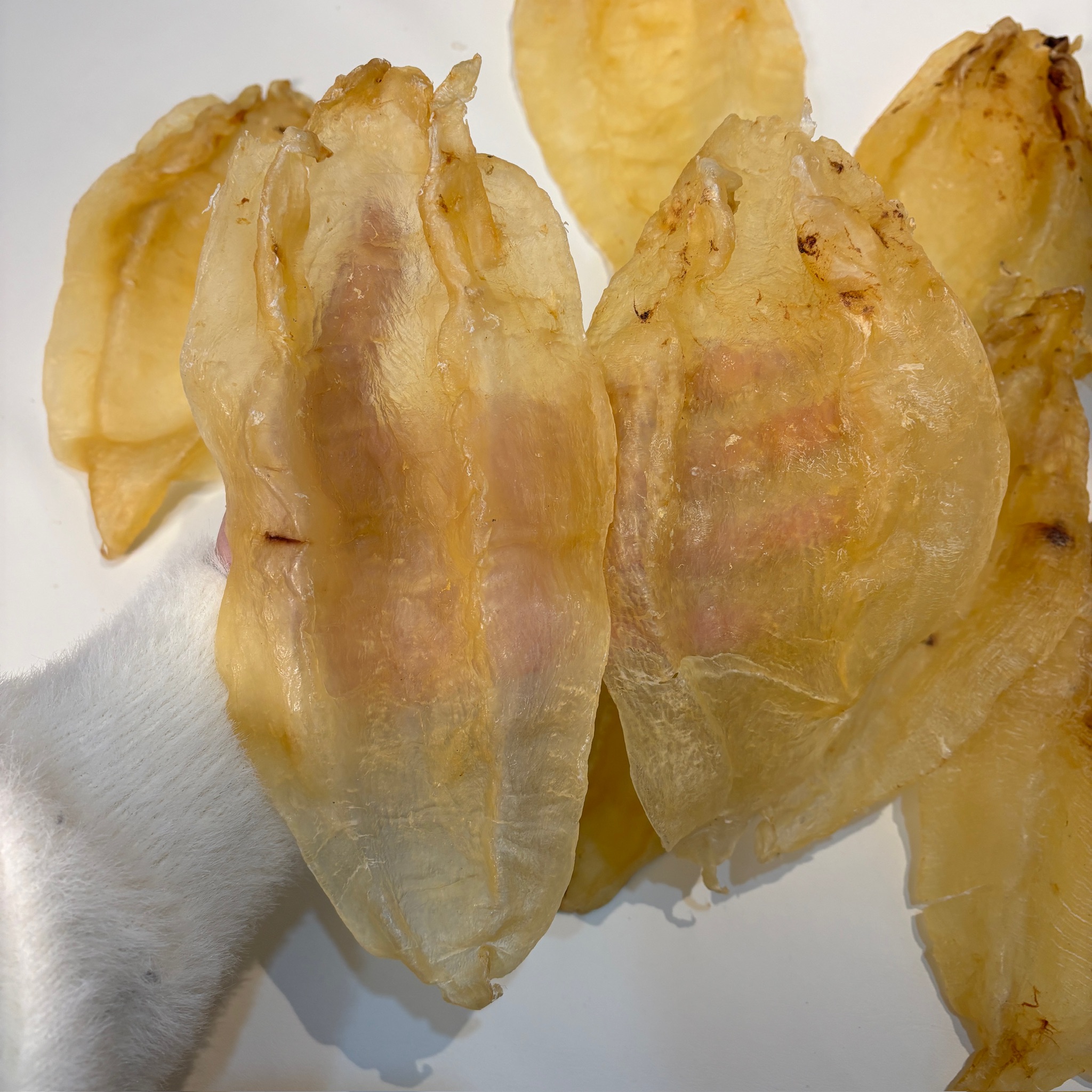 厚肉北海母胶鱼胶花胶日常滋补胶原蛋白