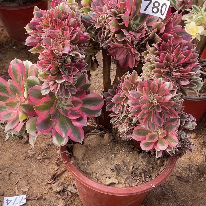 无花朵780女巫缀对肉植物