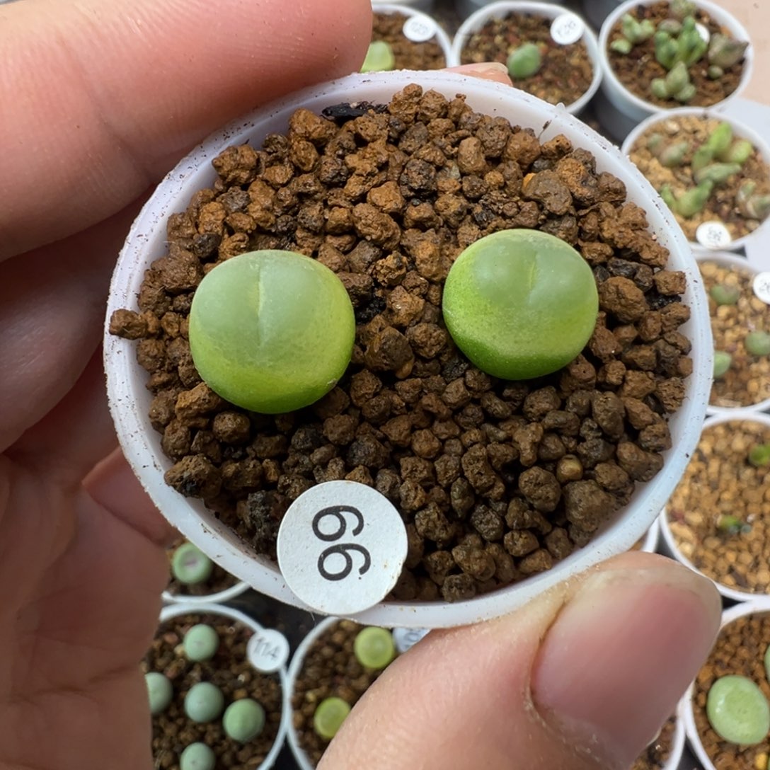 拉登一颗脱土6600000000