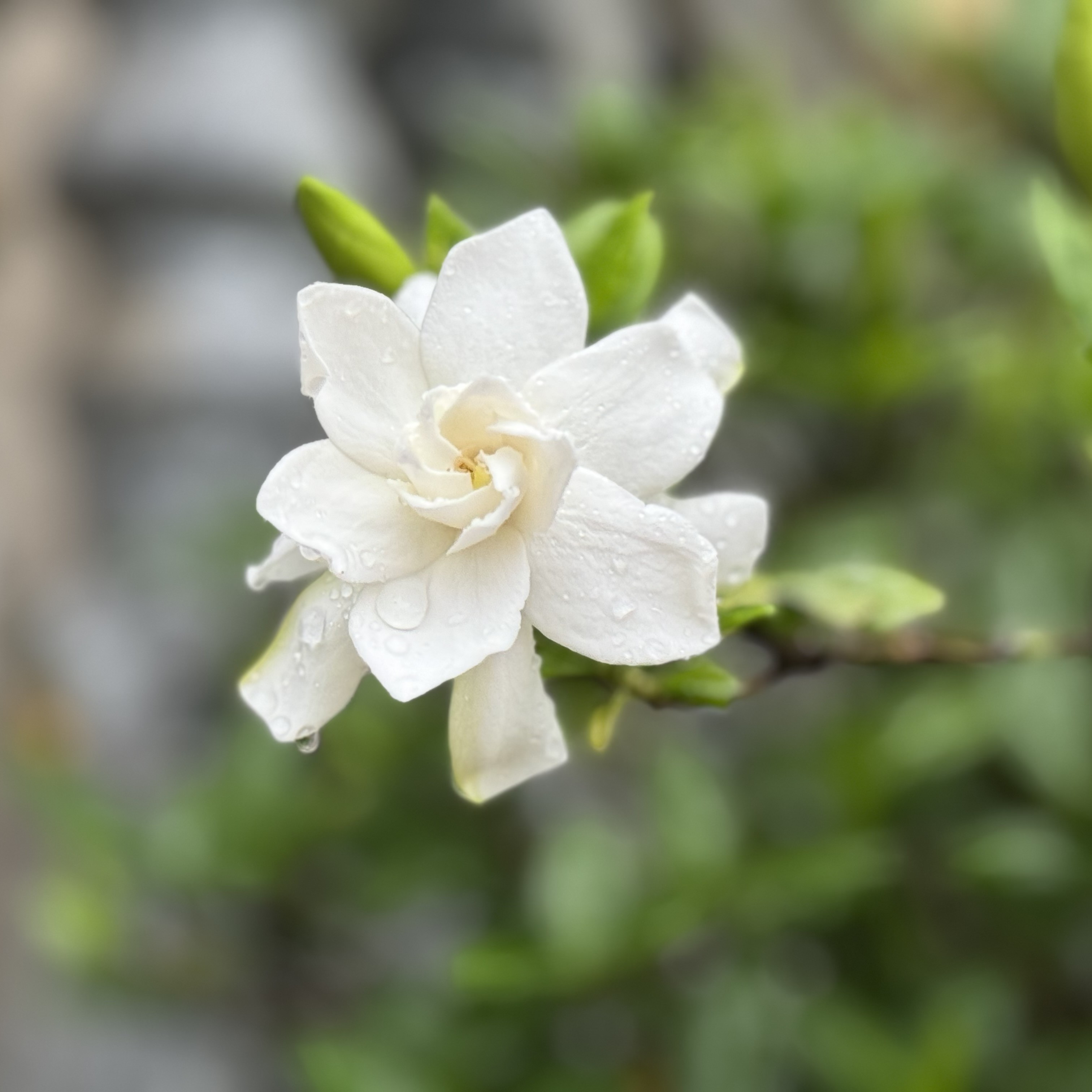 鲜花高山盆栽香雪紫藤花栀子花黄栀子庭院造景茶室飘枝花叶络石
