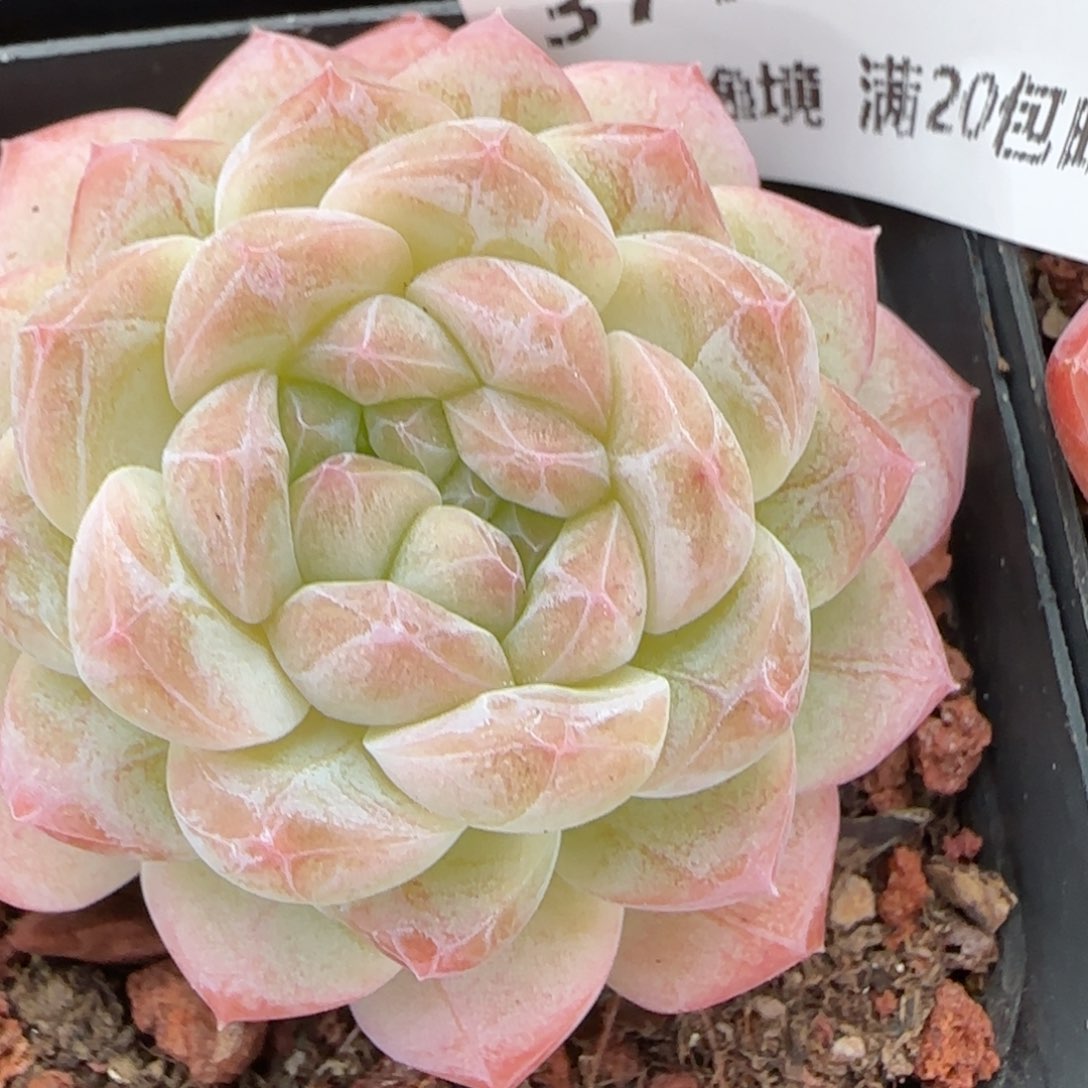 花语逸镜0116-371