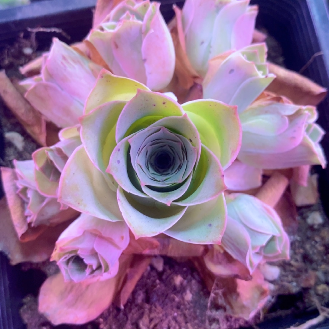 山地玫瑰一物一拍440qq