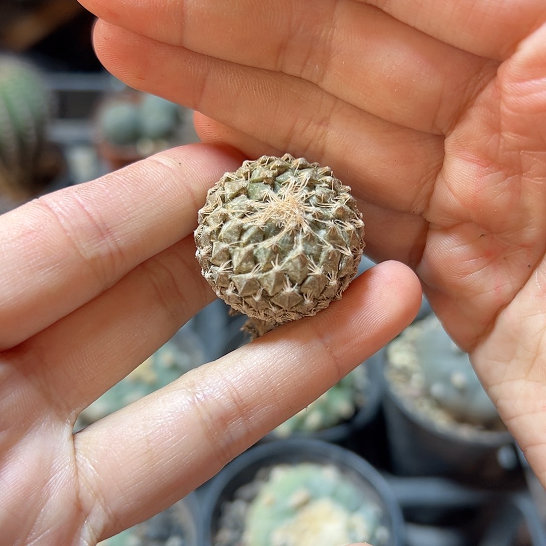 自根银牡丹2.5公分