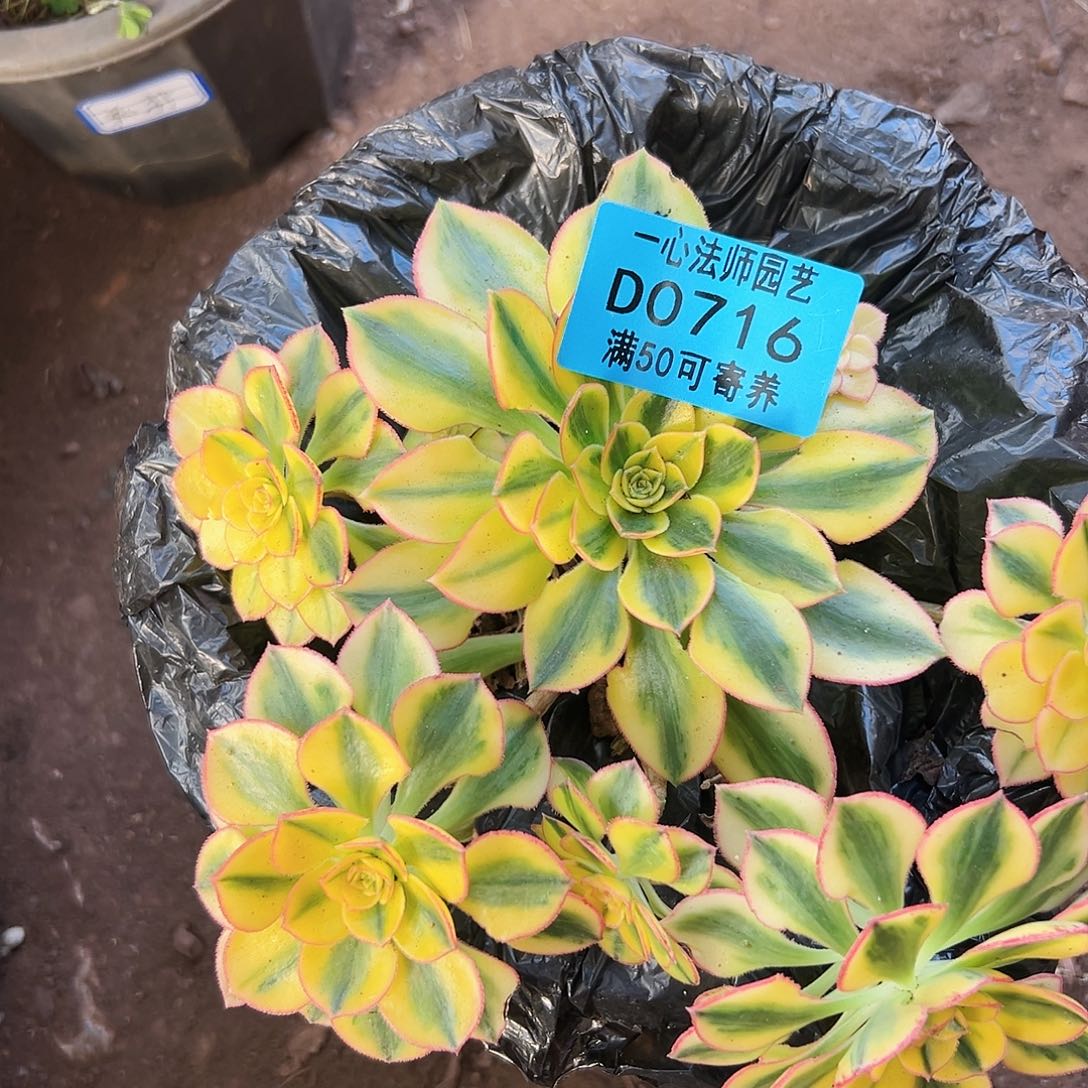 兔***人多肉植物多肉植物0716