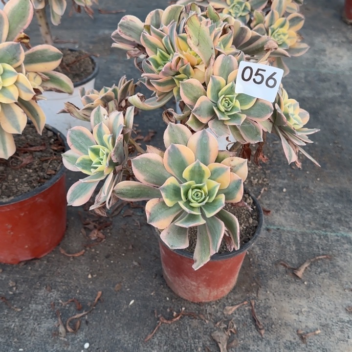 056两单包邮，。         