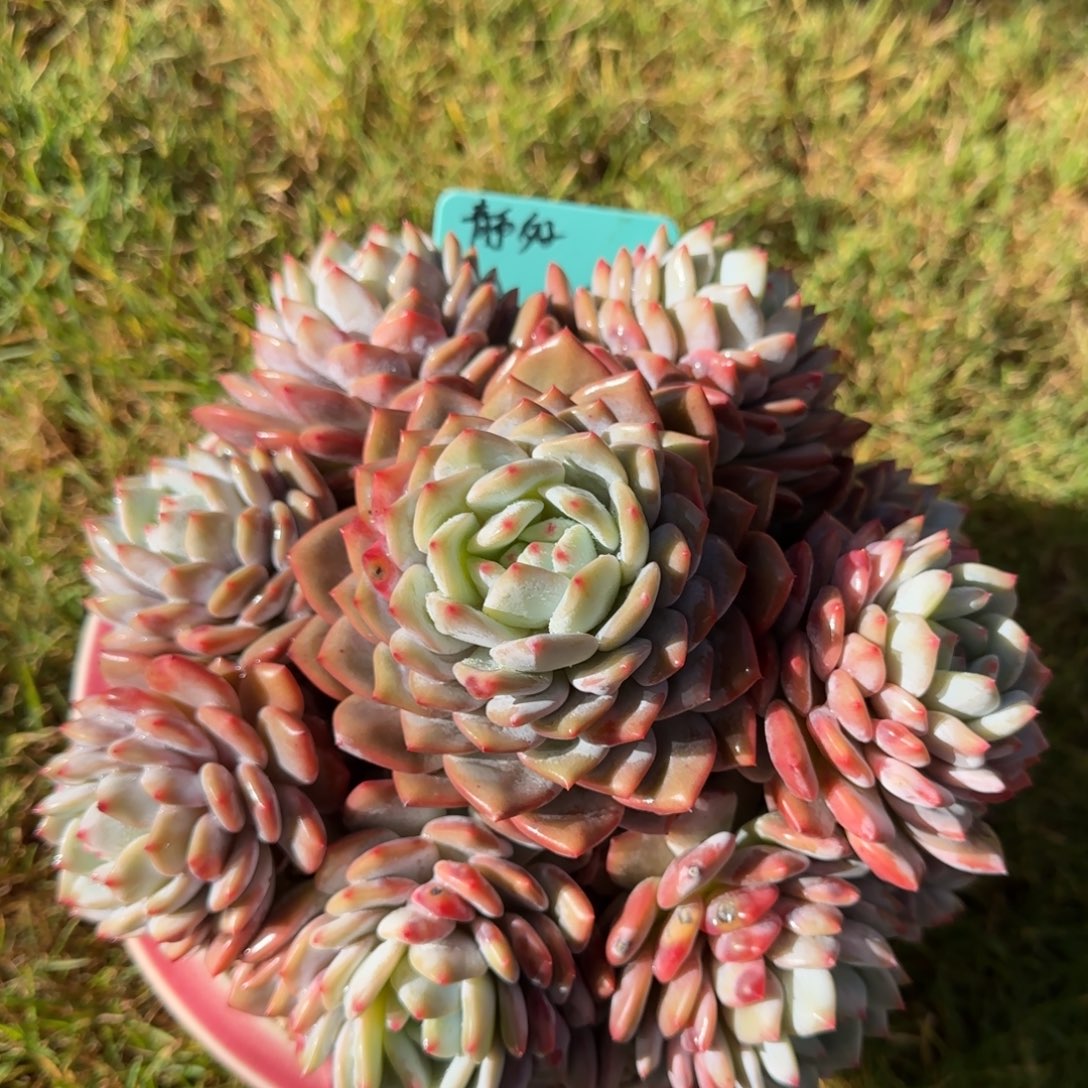 岁***好岁月静好姐姐多肉植物