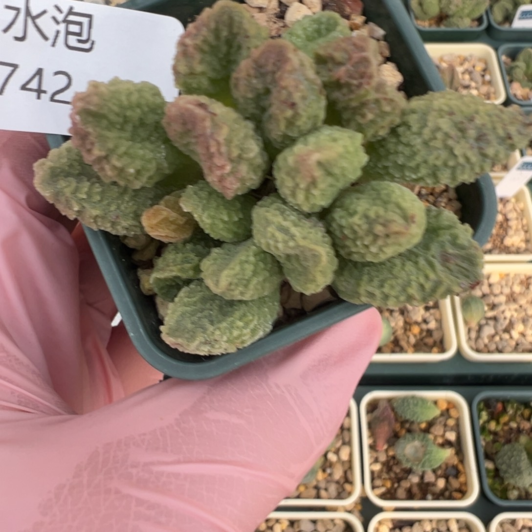 742好看的捧花状水泡实生