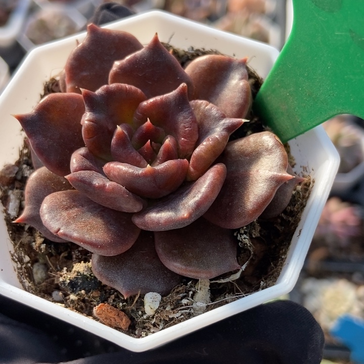 839黑饺子皮多肉