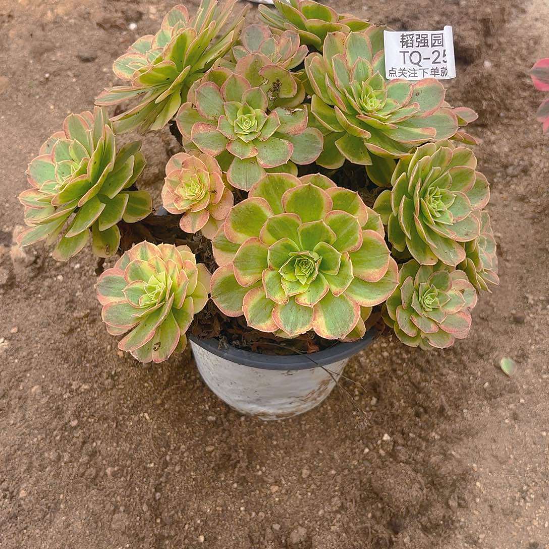 奶白多肉植物老庄256