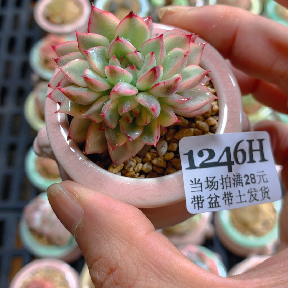5厘米盆精控多肉1246