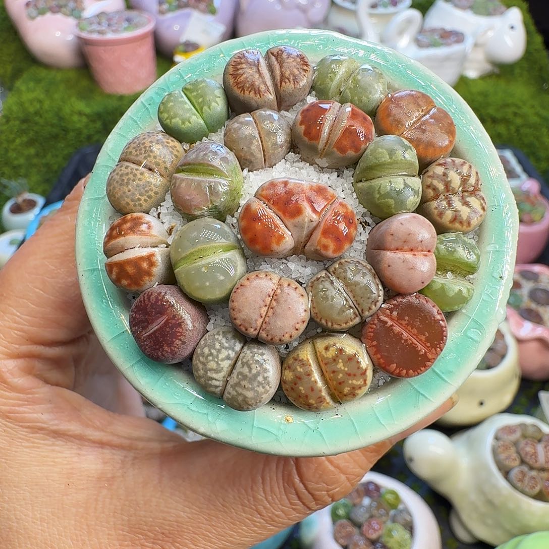 多肉植物福利冲693