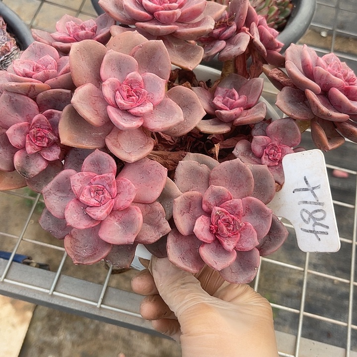 两单包邮，一物一拍184琉璃盏