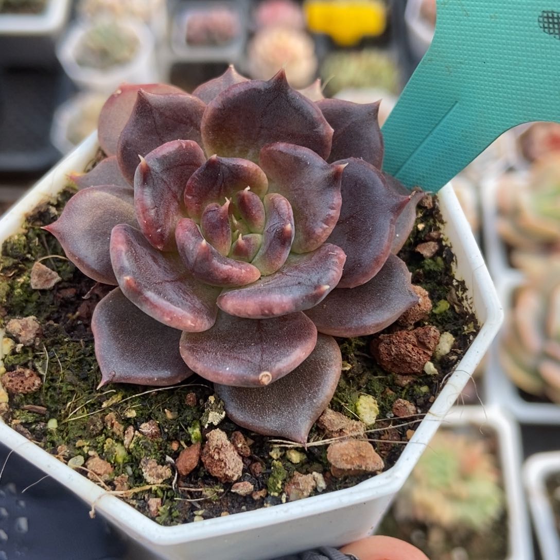 7028黑饺子多肉植物保护