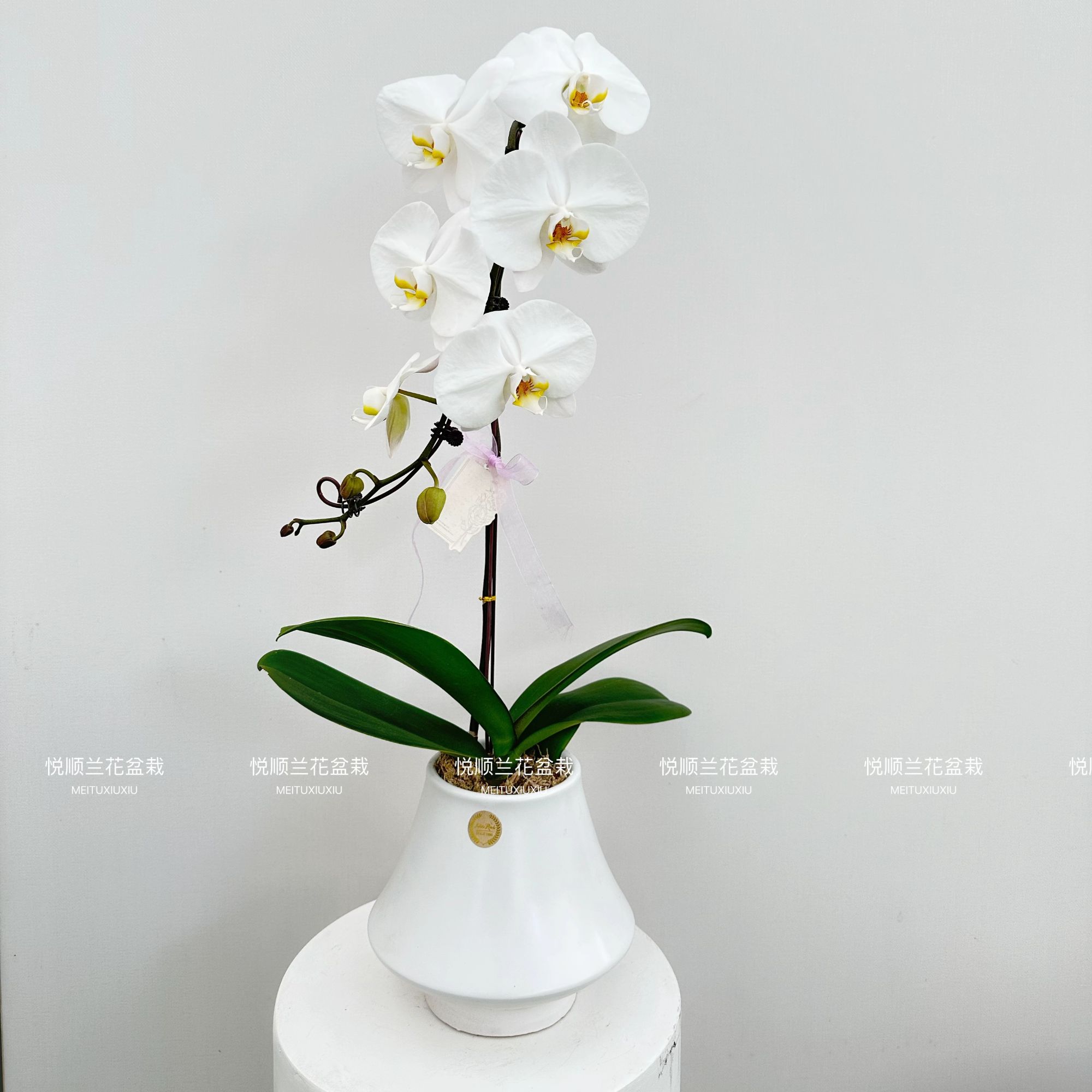 蝴蝶兰 大白V3 花期长 桌面花 盆栽