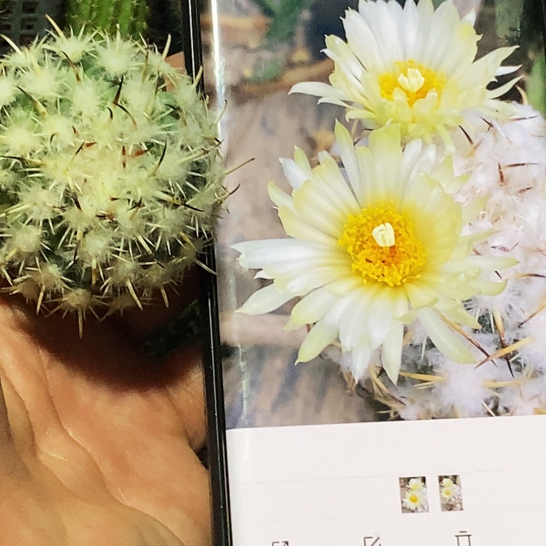 钢丁侧芽歪20包邮/5公分