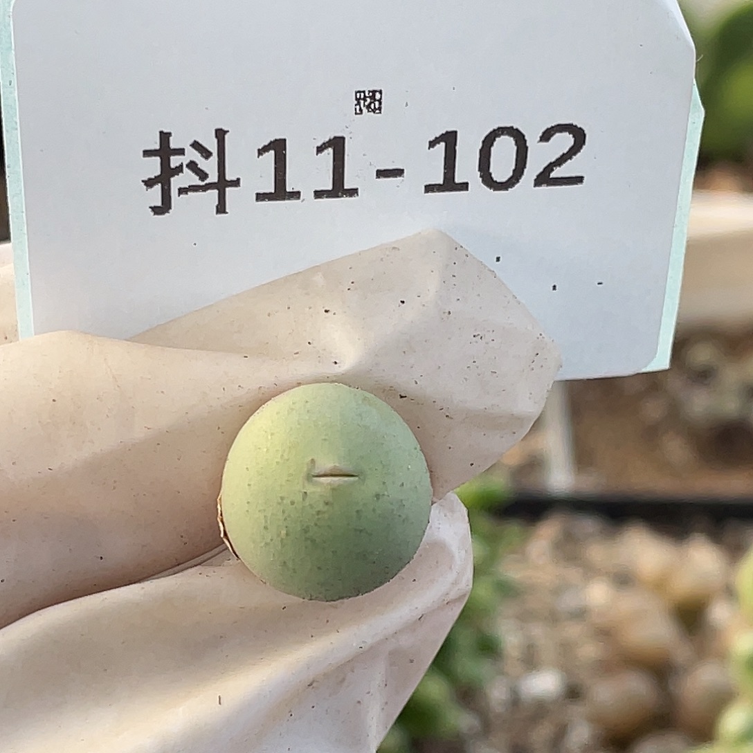 11-102鸽子多肉植物