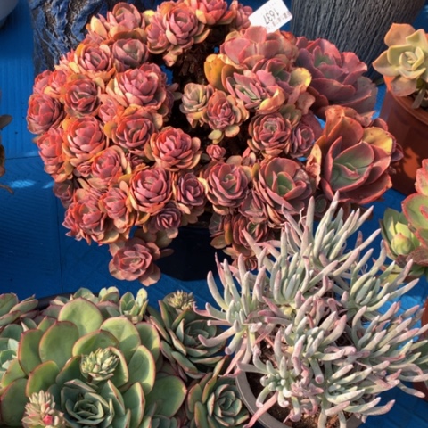 阳*1637秀妍多肉