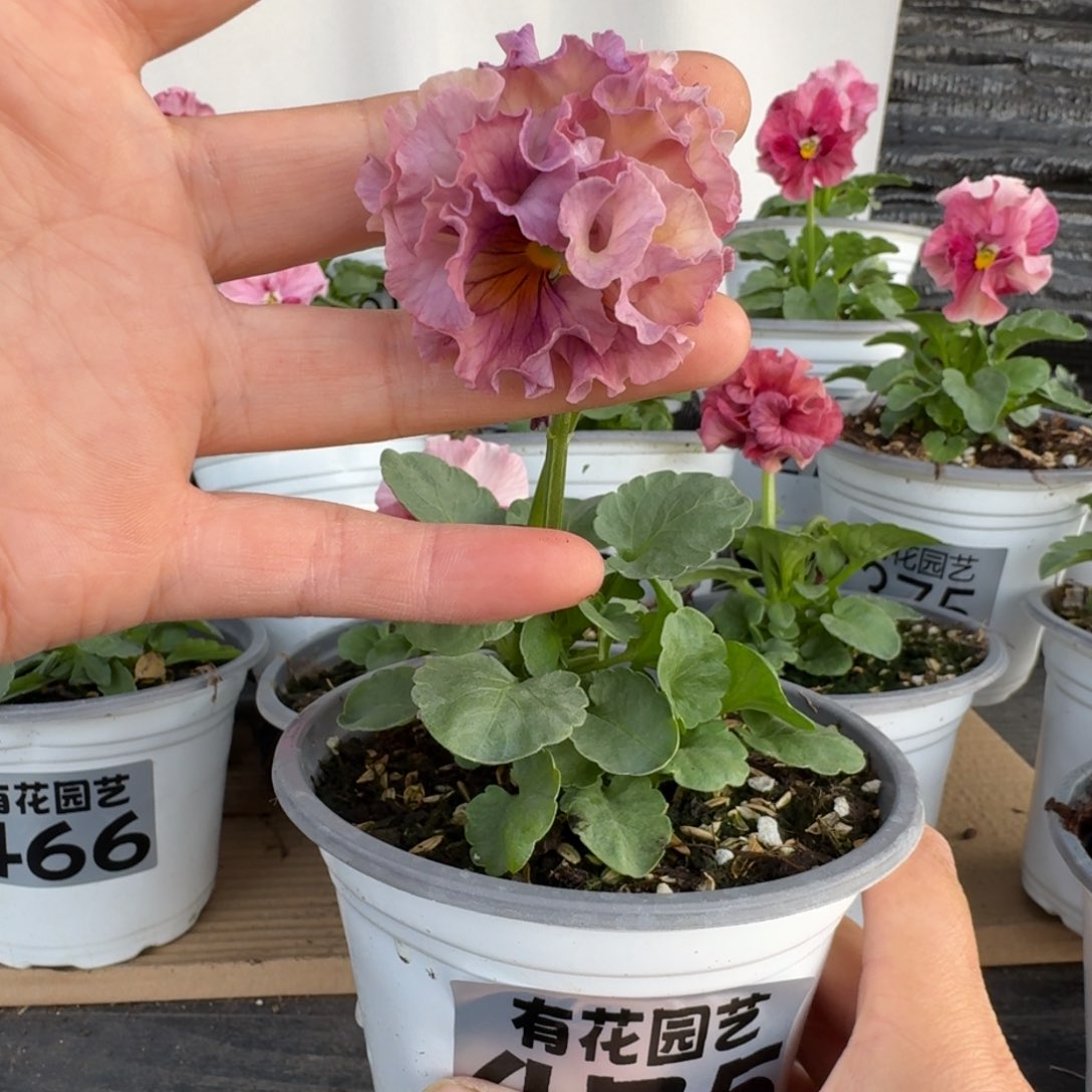 无花朵475号角堇