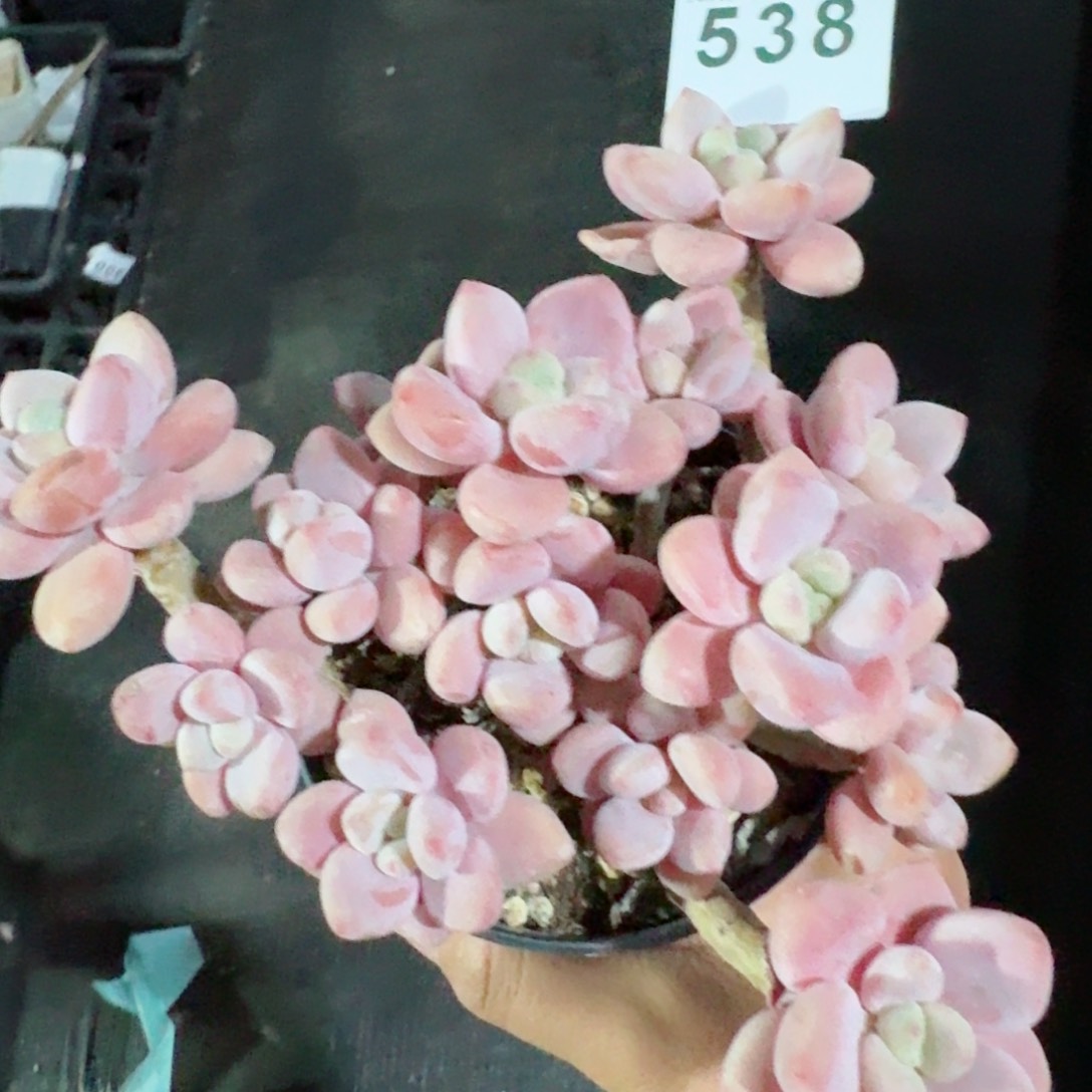 洛神老桩         精品多肉