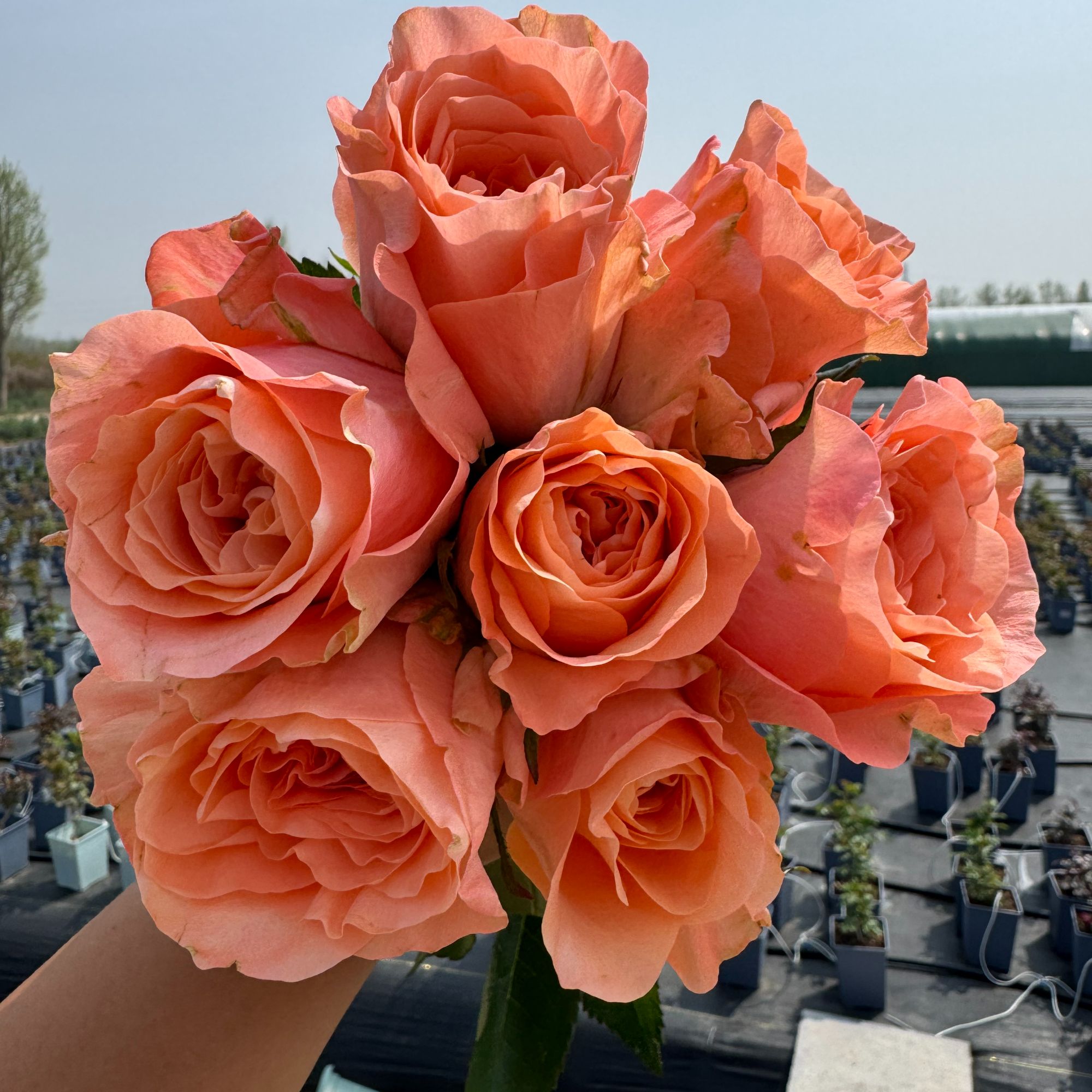 老磨盘【迷人丽娃】月季