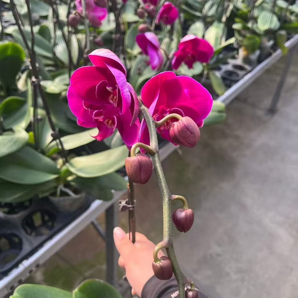 蝴蝶兰【大辣椒】花苗盆栽带花剑花苞客厅室内四季好养观赏花卉