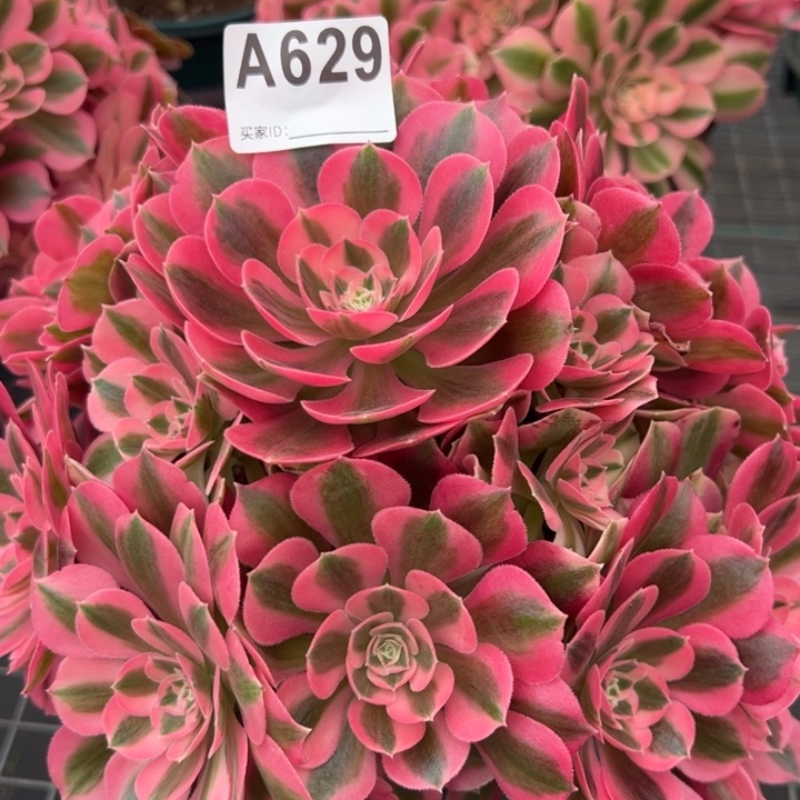 629女巫25厘米左右有断枝