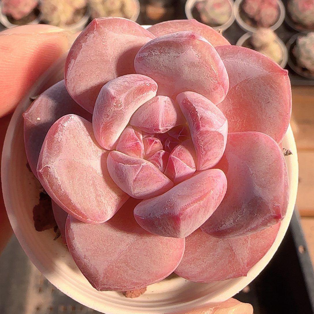 多肉1130-158石榴籽星影